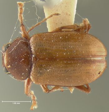 Media type: image;   Entomology 31780 Aspect: habitus dorsal view